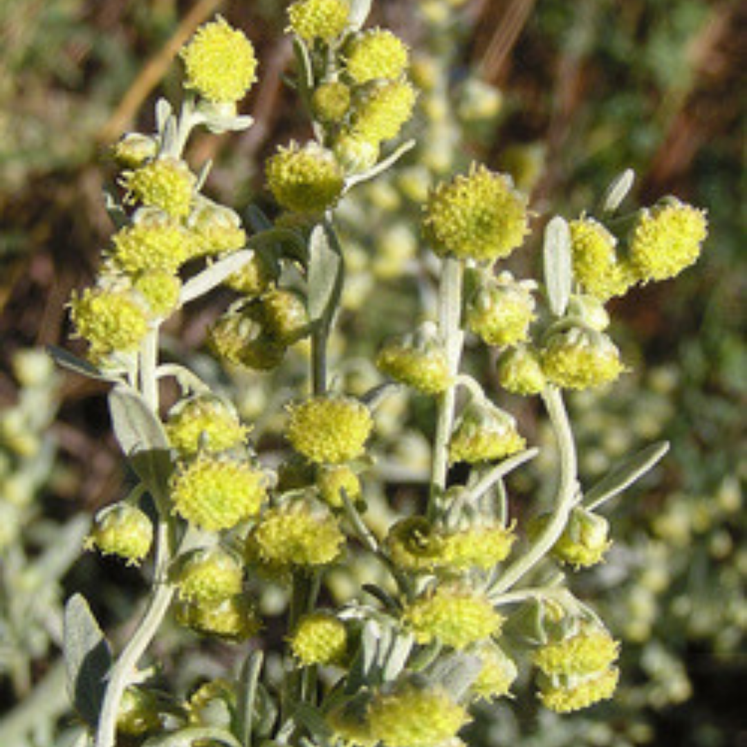 Artemesia flowers